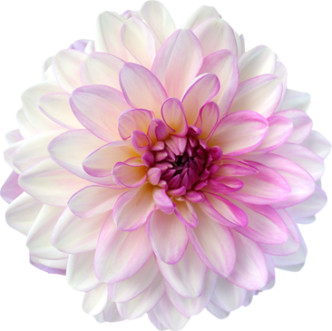 De Dahlia Is Niet Alleen Een Van De Oudste Bolbloemen, - Affirmations (366x365)