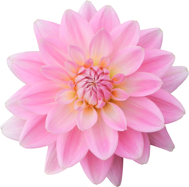 Flower Dahlia Petal Clip Art - Flower Dahlia Petal Clip Art (650x644)