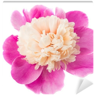 Common Peony (400x400)