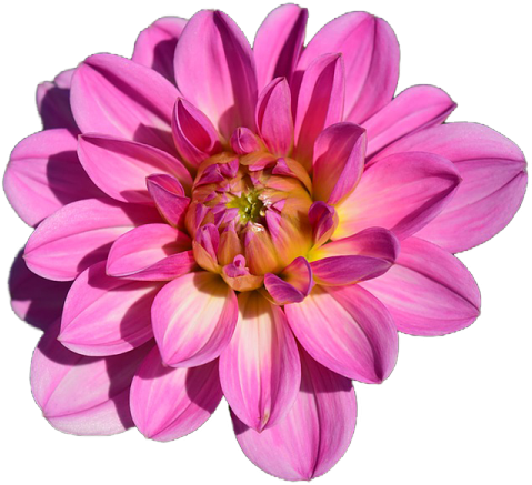 Dahlia Flower Blossom Bloom Pink Transpare - Flower (640x480)
