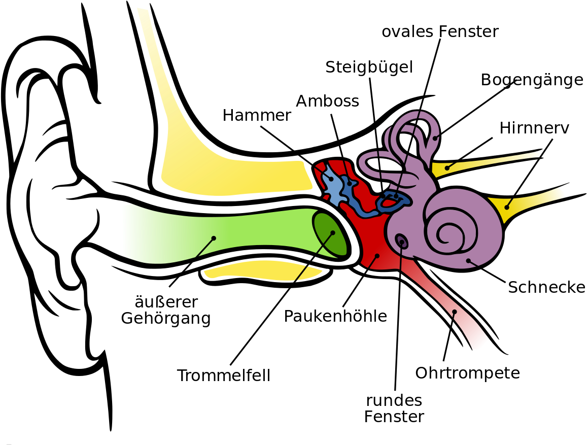 Anatomy Of The Ear Ks2 - Anatomy Of The Human Ear (1280x960)