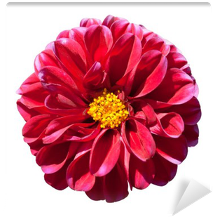 Red Dahlia Flower With Yellow Center Isolated Wall - Dahlia (400x400)