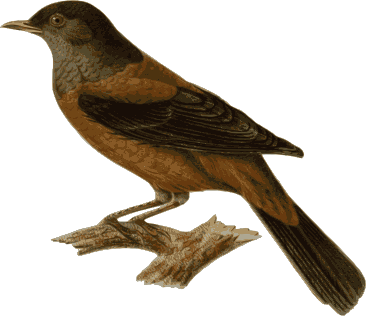 Bird Animal Sitting Feathers Png Image - Bird Perching Transparent (1280x1106)