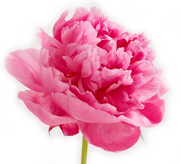 Chin Swee Vegetarian Cuisine - Chinese New Year Peony Flower (621x563)