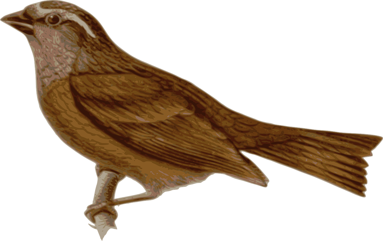 Bird, Feathers, Animal, Brown, Sitting, Twig - Ashton Wall Décor Llc 'french Birds I' Framed Painting (1280x805)