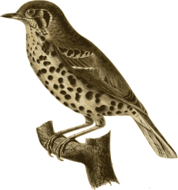 Sitting Bird, Feathers, Animal, Brown, Spotted, Dotted, - Perched Bird Illustration (599x640)