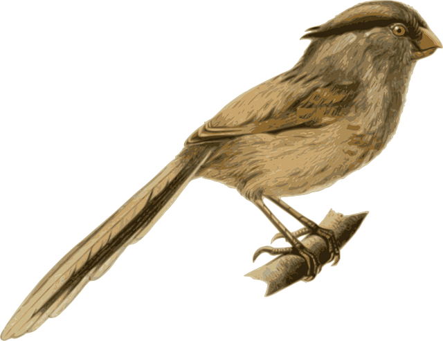 Branch Bird, Feathers, Animal, Brown, Sitting, Twig, - Bird (640x493)