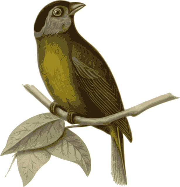 Branch Bird, Feathers, Animal, Brown, Sitting, Twig, - นก เกาะ กิ่ง ไม้ (615x640)