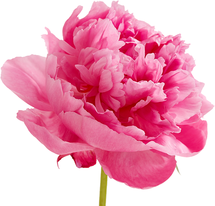 Peonies Png Image - Valentines Day Flowers Quotes (1400x750)