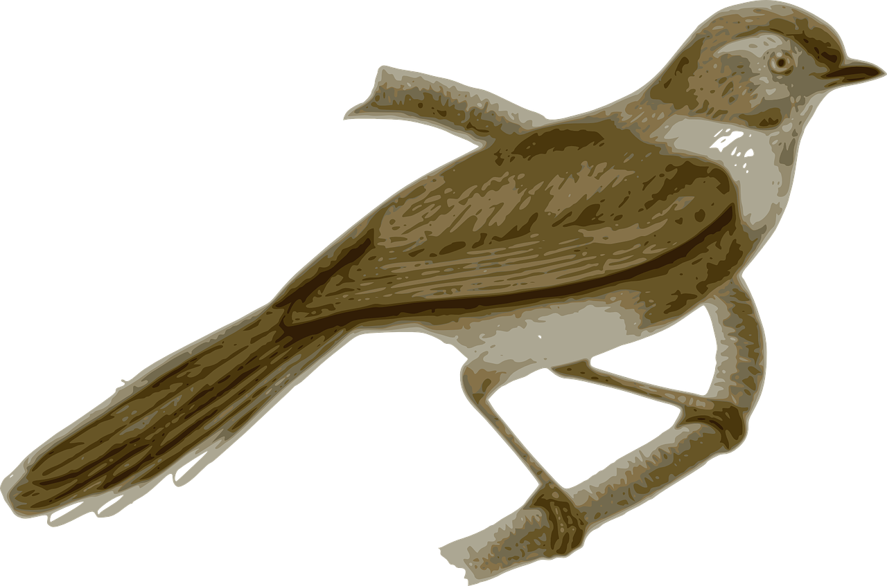 Bird Feathers Animal Brown Png Image - Sooty Bushtit (1280x847)