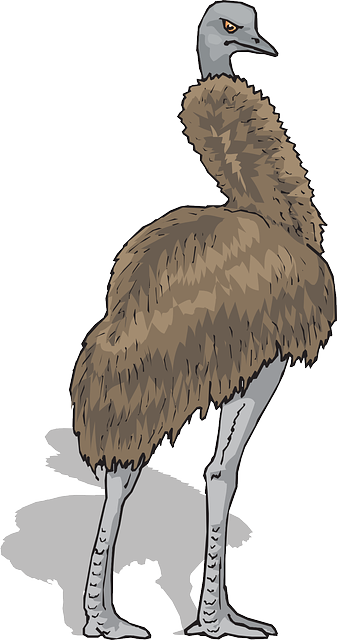 Emu Brown, Shadow, Bird, Standing, Feathers, Emu - Common Ostrich (337x640)
