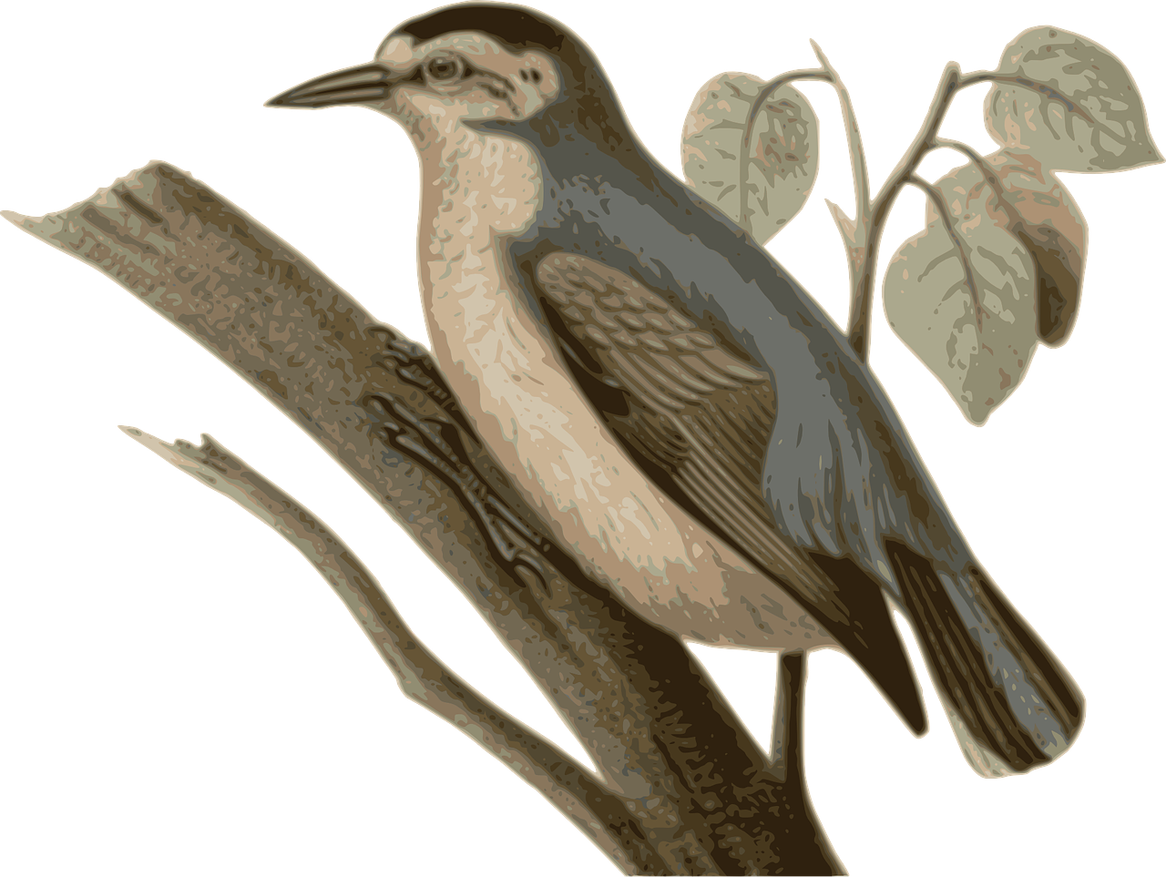 Bird Feathers Animal Brown Gray Png Image - Cartoon Of Rainy Season On Pixabay (1280x963)