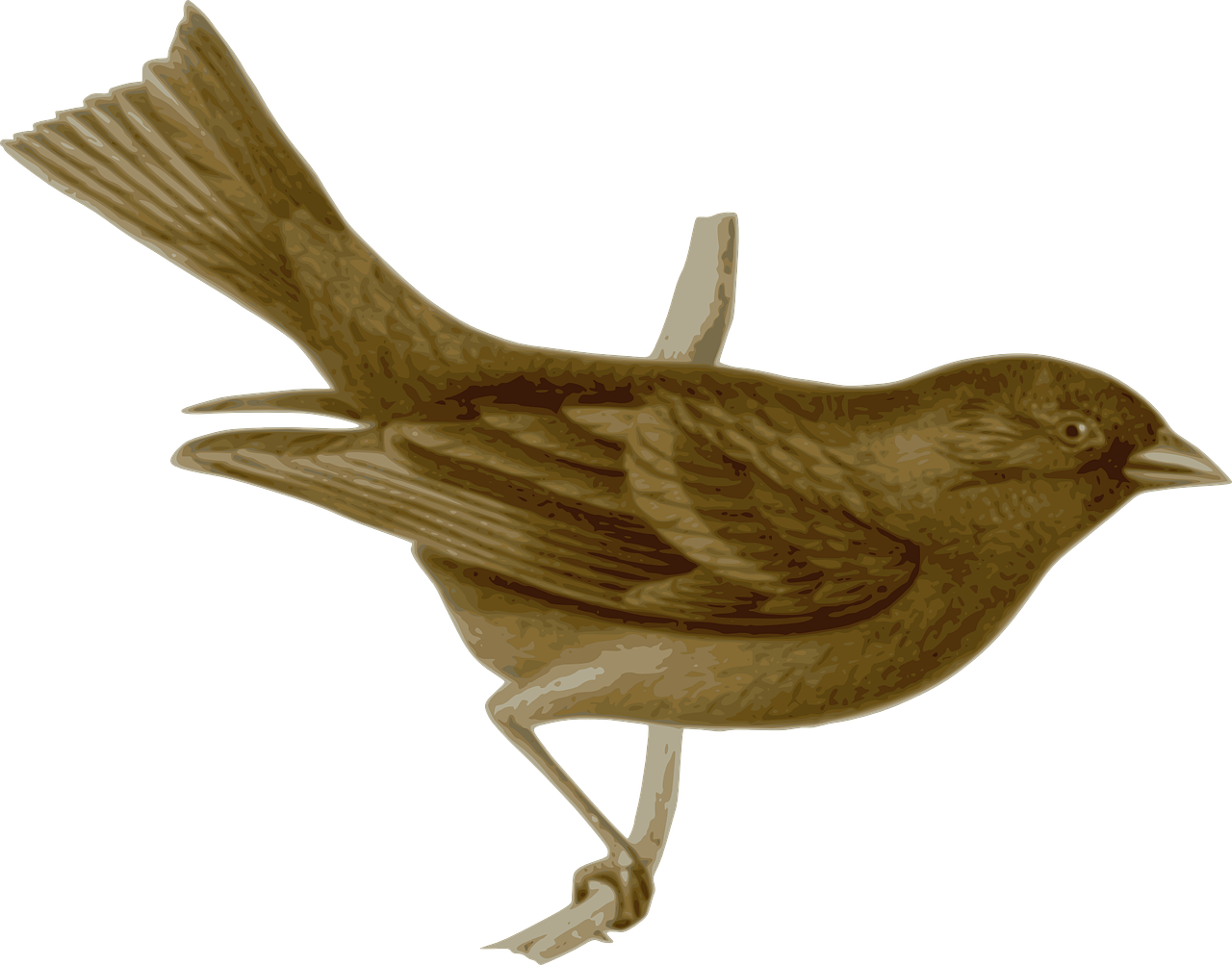 Bird Feathers Animal Brown Png Image - Ashton Wall Décor Llc 'french Birds Ii' Framed Painting (1280x1003)