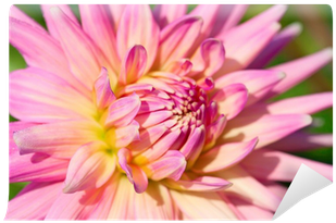 Dahlia (400x400)