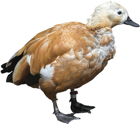 A Cutout Brown Feathered Duck Having A Delightful Day - Feather (450x450)