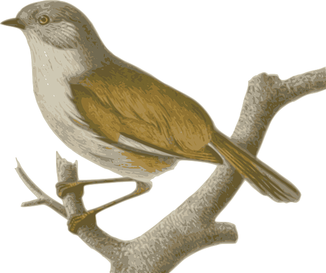 Bird, Feathers, Animal, Brown, Sitting, Twig - Pajaro La Cola Roja (640x536)
