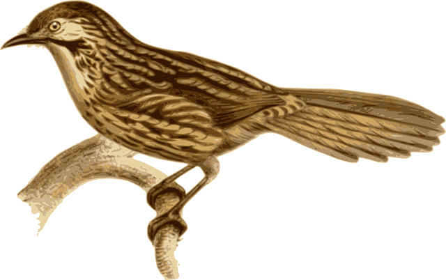 Branch Bird, Feathers, Animal, Brown, Sitting, Twig, - Babax Lanceolatus (640x402)