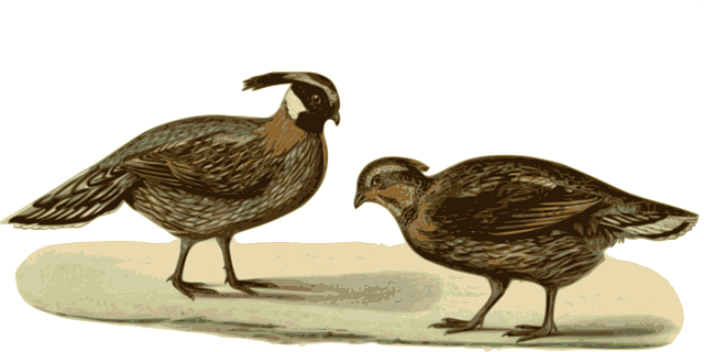 Standing Pheasants, Bird, Feathers, Animal, Brown, - Faisao Png (640x320)