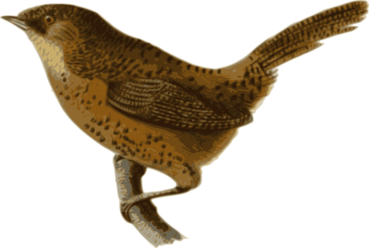 Bird Feathers Animal Brown Png Image - Wren With Transparent Background (1280x861)