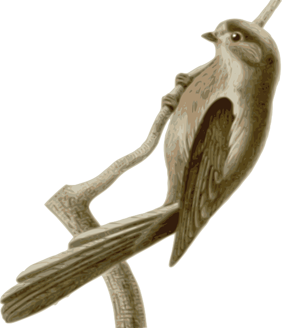 Branch Bird, Feathers, Animal, Brown, Sitting, Twig, - Long-tailed Tit (550x640)