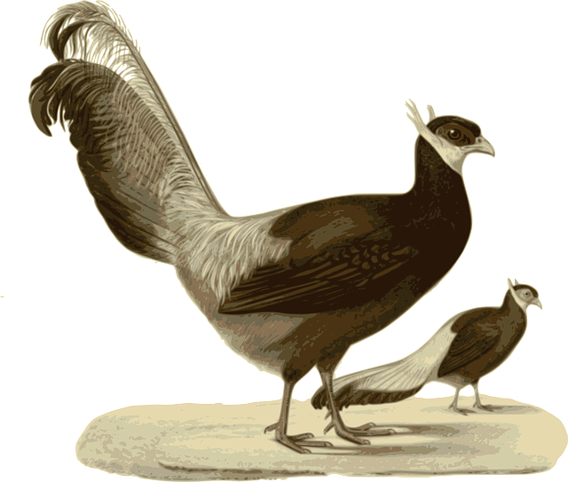 Standing, Walking, Bird, Feathers, Animal - Hranirea Puilor De Fazani (640x543)