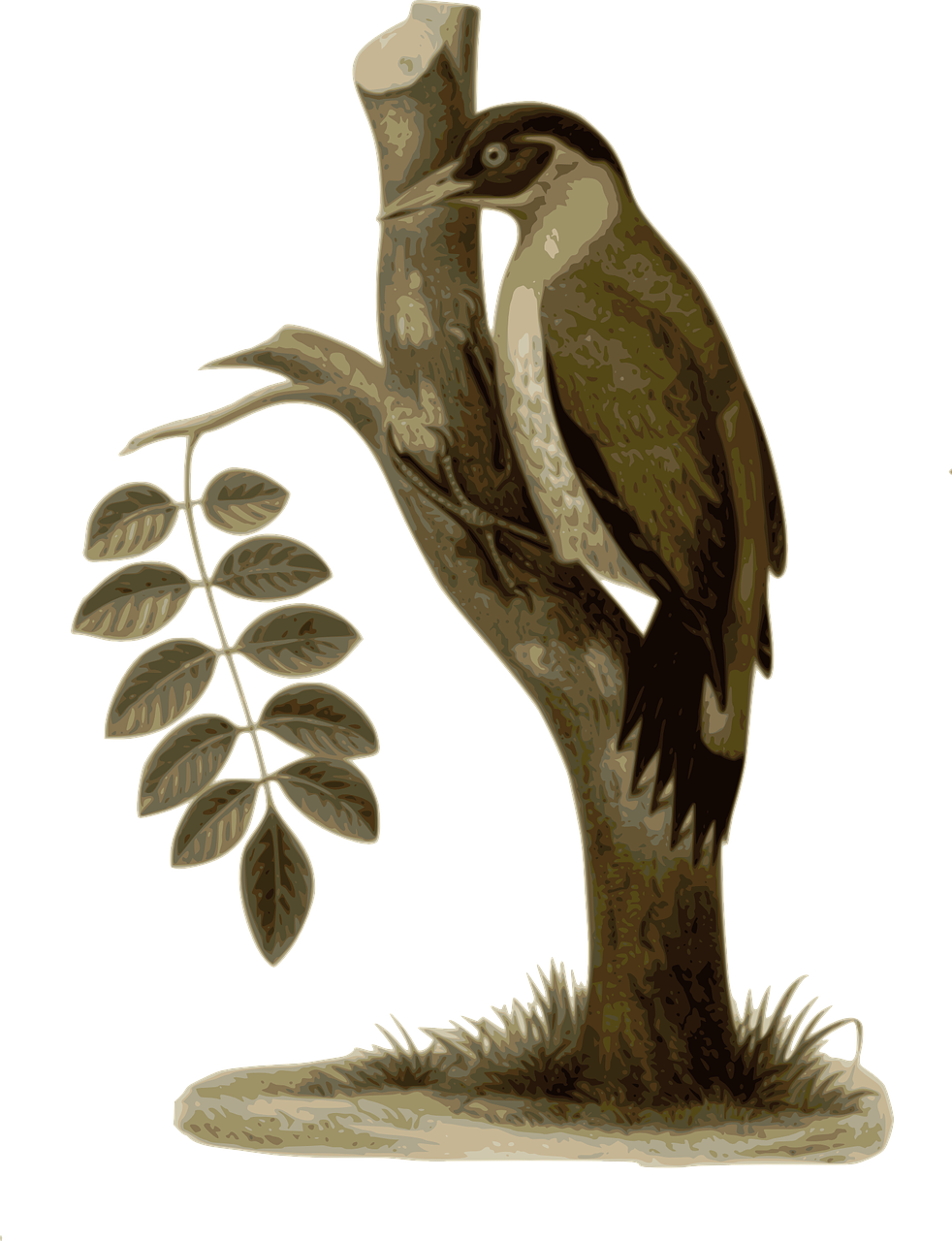 Bird Feathers Animal Brown Png Image - Bird (982x1280)