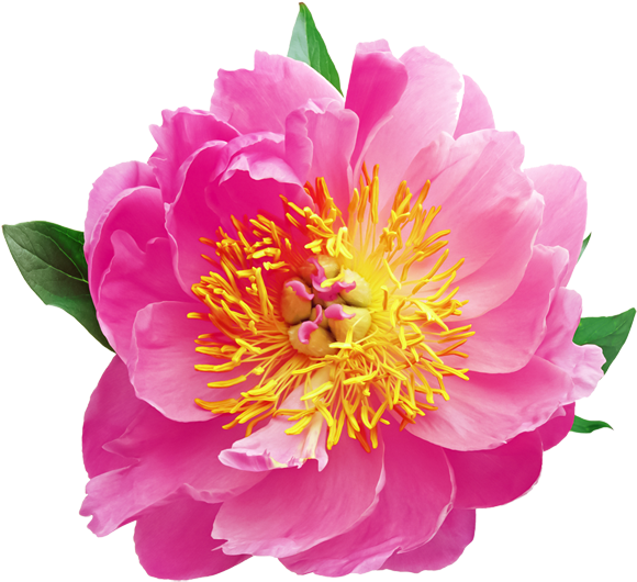 Experience The Beauty Of Hawaii From Our Live Web Cams - Wonderful Flowers, Blue Colors Pillow Case (600x555)