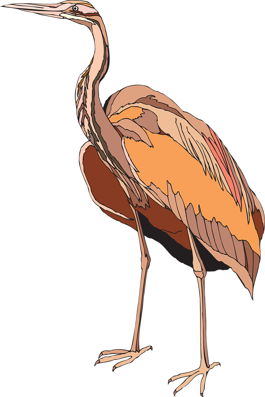 Feathers Brown, Bird, Wings, Standing, Heron, Feathers - Bird (853x1280)