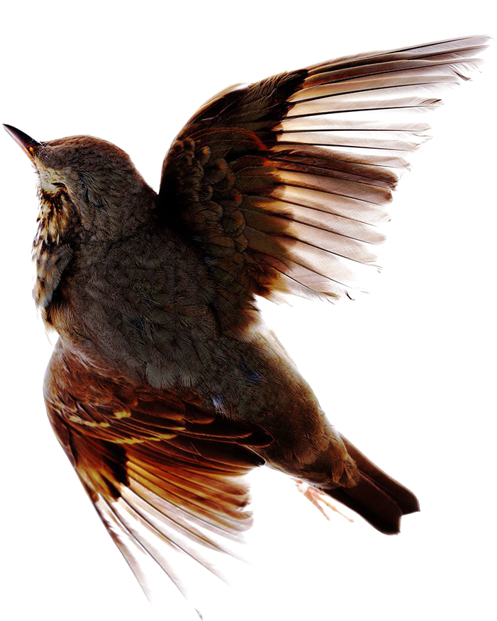 Bird Flight Feather Stock Photography - Bird Flight Feather Stock Photography (765x1024)