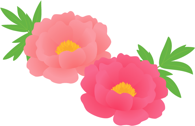 ボタン・シャクヤク - Chinese Peony (700x490)