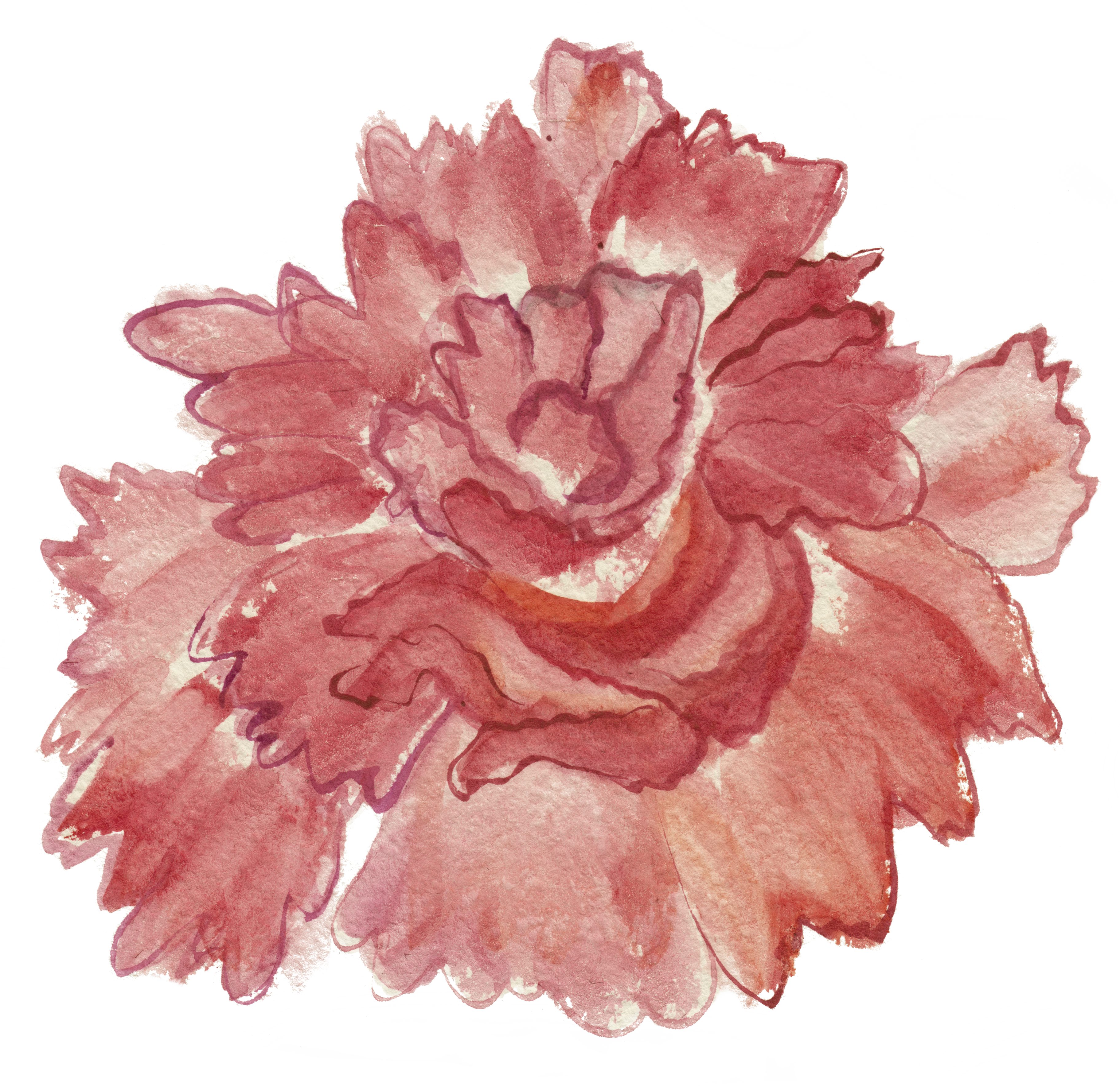 Carnation Cut Flowers Centifolia Roses - Carnation Cut Flowers Centifolia Roses (3647x3541)