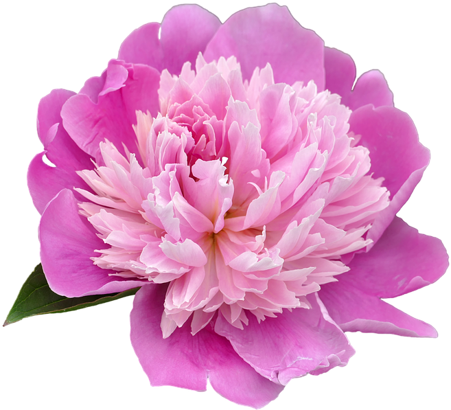 Png, Pentecost, Peony, Flower - Peony Png (960x640)