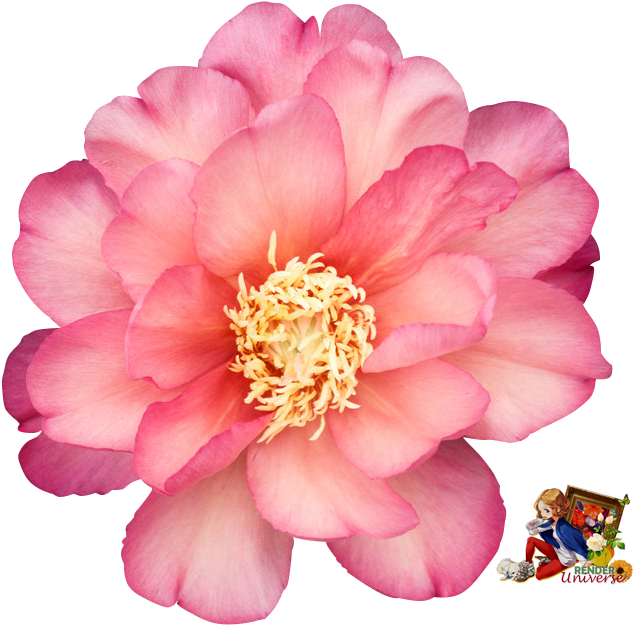 Peony (652x655)