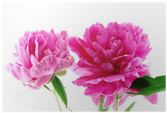 Common Peony (400x400)