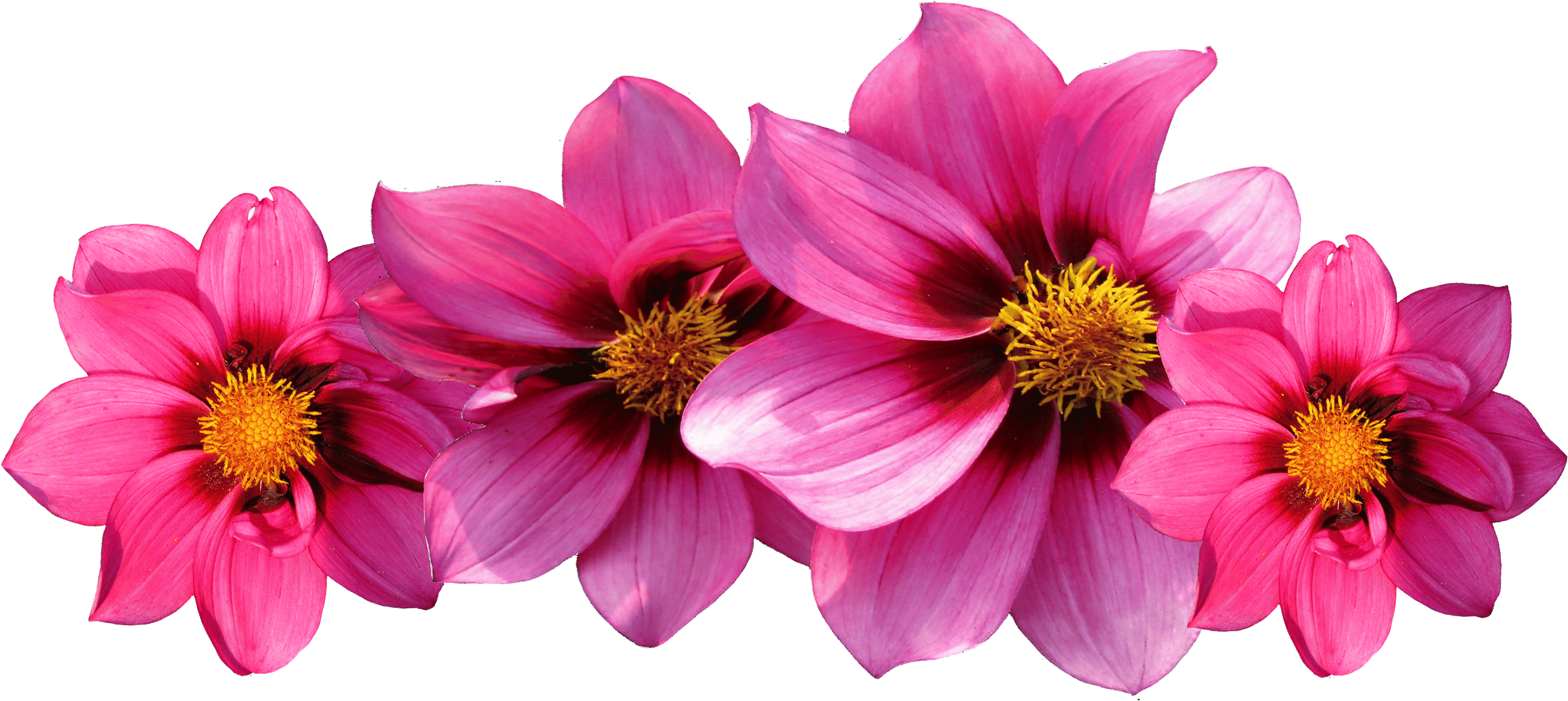 Flower Garden Dahlia Tulip - Note Cards (pk Of 20) (3371x1551)