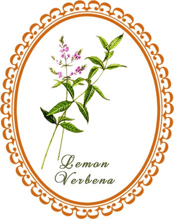 One Of The Herbs That Crosses The Divide Between Food - Common Sage (350x440)