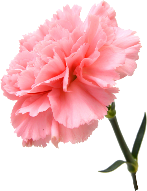 Greeks - Carnation (472x611)