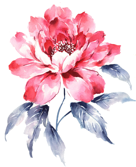 Moutan Peony Download - Moutan Peony Download (472x600)