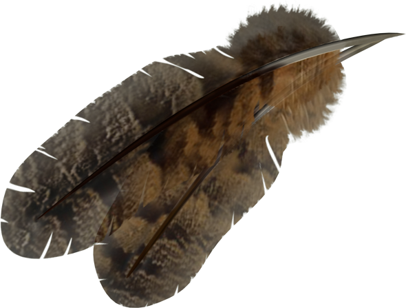 Feather-2 - Isopod (590x447)