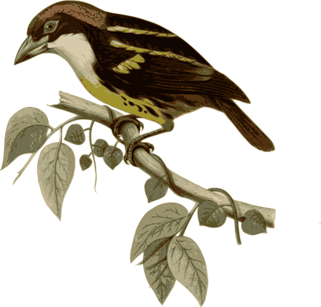 Branch Bird, Feathers, Animal, Brown, Sitting, Twig, - Capito Quinticolor (640x612)