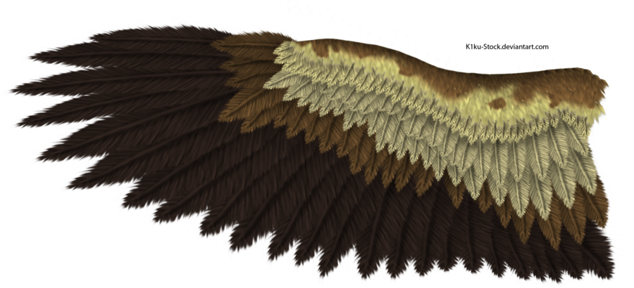 Eagle Wing - Eagle Wing (900x410)