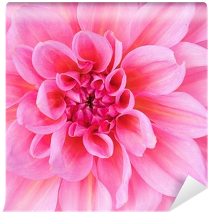 Dahlia (400x400)