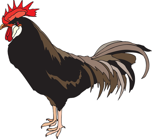 Feathers Brown, Farm, Bird, Rooster, Animal, Feathers - Bau Cua Ca Cop (640x589)