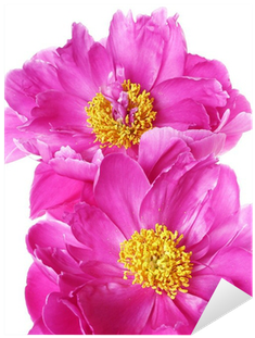 Common Zinnia (400x400)