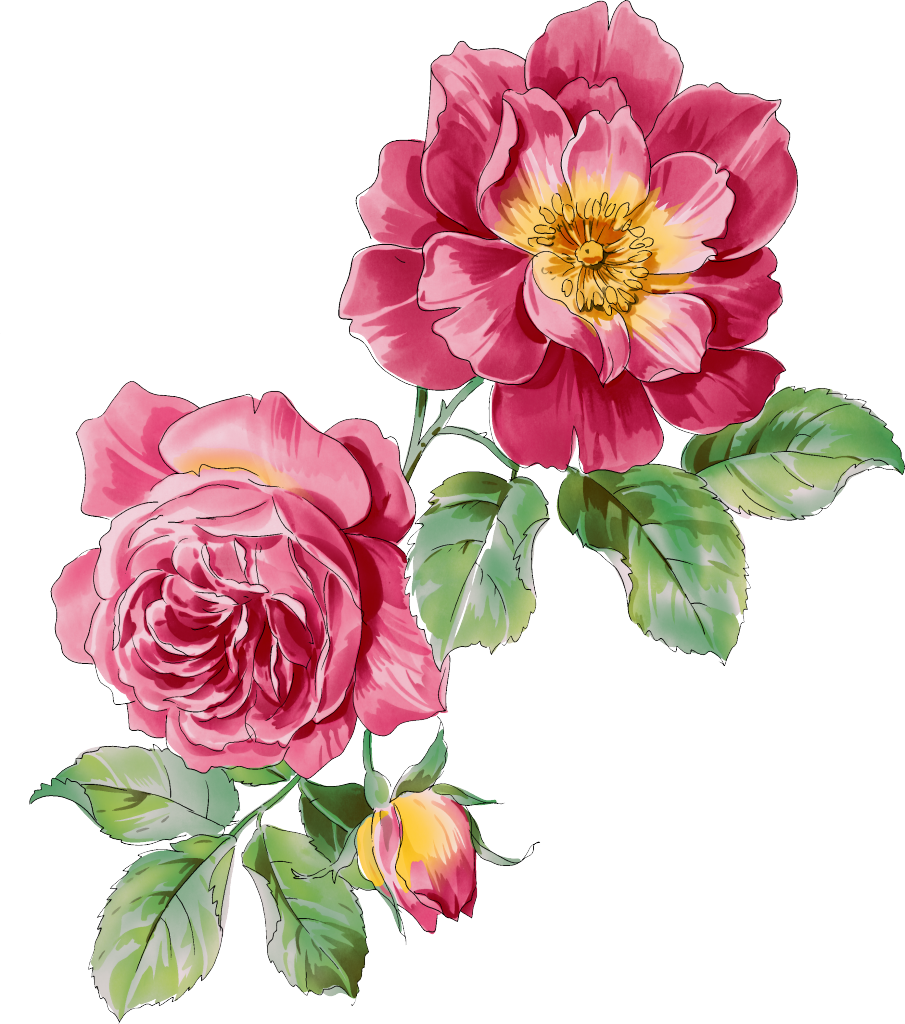 Moutan Peony Paeonia Rockii Clip Art - Moutan Peony Paeonia Rockii Clip Art (905x1024)