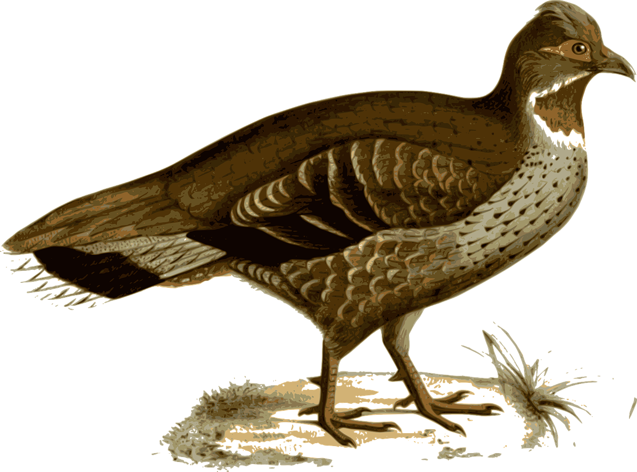 Pheasant Bird Animal Feathers Png Image - ไก่ฟ้า Png (1280x948)