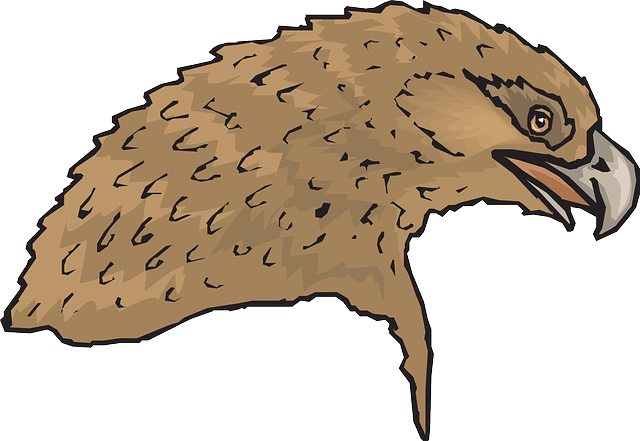 Brown, Eagle, Bird, Beak, Feathered, Feathers - Maakotka Piirokset (640x441)