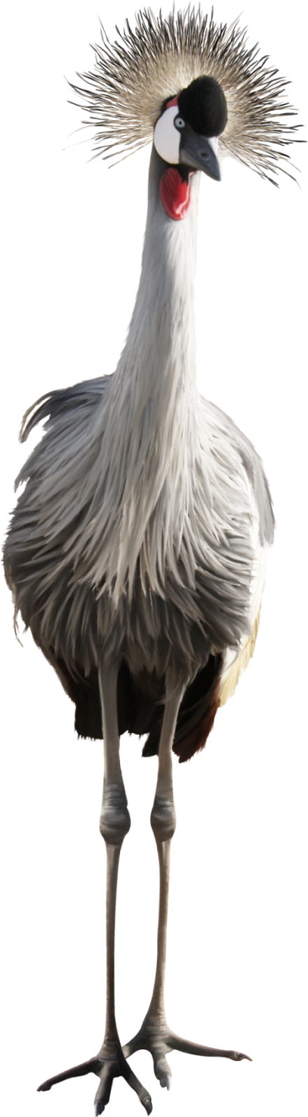 Publicat De Eu Ciresica La - Wig (441x1600)