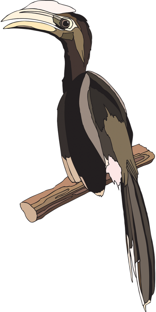 Breed Bird, Branch, Wings, Feathers, Perched, Breed - Hornbill (500x1000)