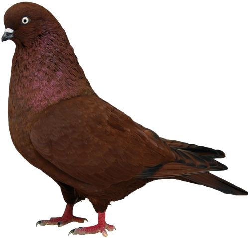 Tippler - Bronze Pigeon (500x479)